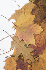 Maple and oak leaves.