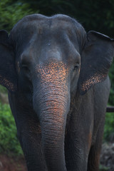 Fototapeta premium Thailand elephant