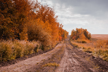 Country Road in Fall 