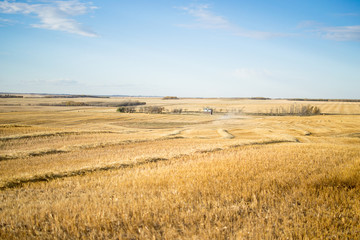 Fototapeta na wymiar Field of Wheat at Harvest 