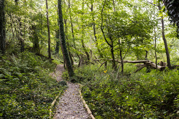 Fototapeta na wymiar Public footpath in forest Cheshire UK