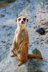 Meerkat or Suricata Suricatta