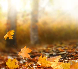 Selbstklebende Fototapete Herbst Schöne Herbstlandschaft mit gelben Bäumen und Sonne. Buntes Laub im Park. Fallende Blätter natürlichen Hintergrund
