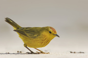 Mangrove warbler (Setophaga petechia aureola) male, Punta Cormorant, Floreana, Galapagos Islands