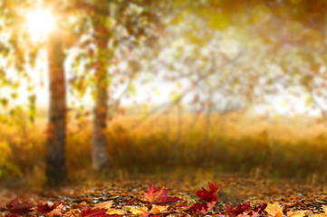 Beau paysage d& 39 automne avec des arbres jaunes, verts et soleil. Feuillage coloré dans le parc. La chute des feuilles de fond naturel