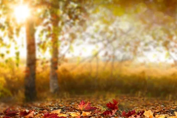 Papier Peint photo Lavable Automne Beau paysage d& 39 automne avec des arbres jaunes, verts et soleil. Feuillage coloré dans le parc. La chute des feuilles de fond naturel