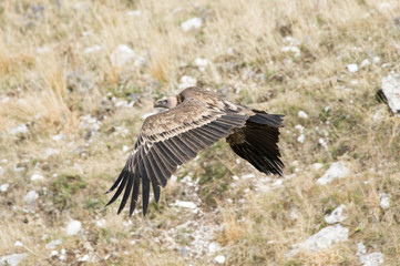 Grifone - Gyps fulvus