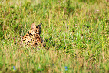 Serval wild cat in the savannah of Serengeti