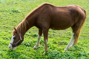 Brown horse eats grass on the meadow in autumn side view end of summer