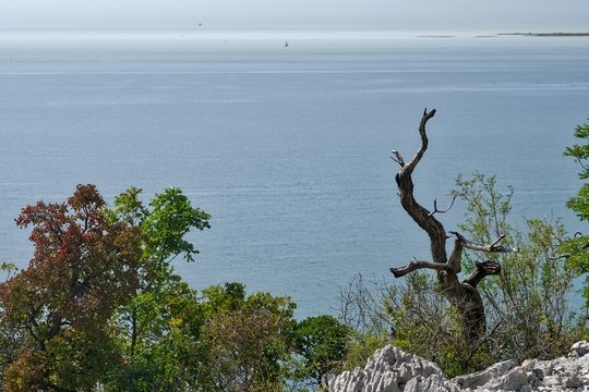 Duino