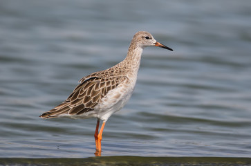 Adult ruff in the water