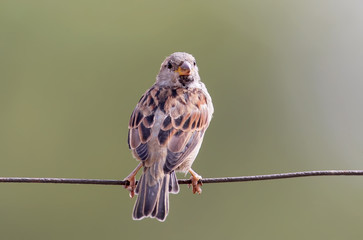 Female house sparrow rear view close up.