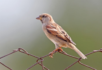 Fototapeta premium Male house sparrow sits on fence close up.