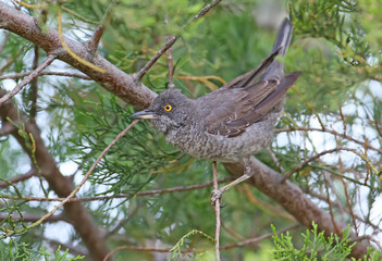 The barred warbler (Sylvia nisoria) male close up