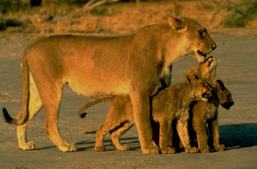 Obraz na płótnie Canvas Botswana: Löwin mit zwei Jungen ion der Kalahari