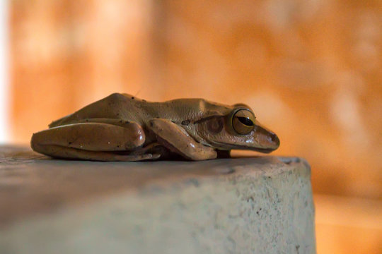 Beautiful Grey Tree Frog In Thailand