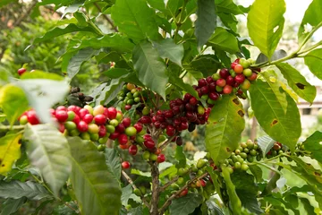 Gordijnen coffee plant © H