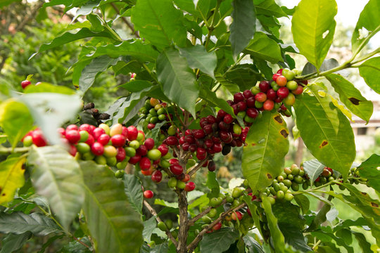coffee plant