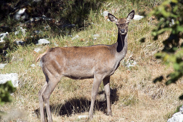 Esemplare di Cerva - Parco Regionale Velino/Sirente