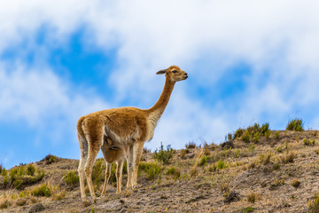 Vicuna female and her baby