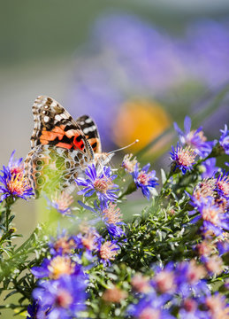 Macro Painted Lady Butterfly in Aster Flowers