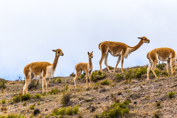 Small group of vicunas, including a young