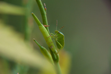 Green Stink Bud