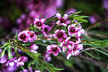 Geraldton wax flowers (Chamelaucium uncinatum)