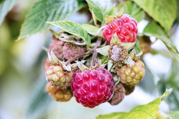 Red ripe raspberries in the garden on a branch