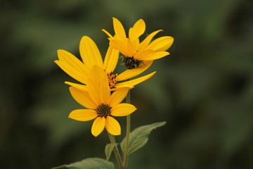 Plant in wild nature