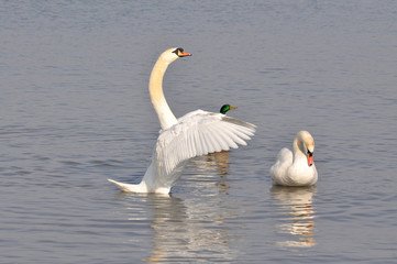 Beautiful swan spreads its wings on Danube river in Belgrade, Serbia.