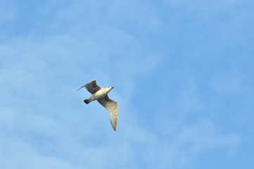 Beautiful Seagull flying in the sky