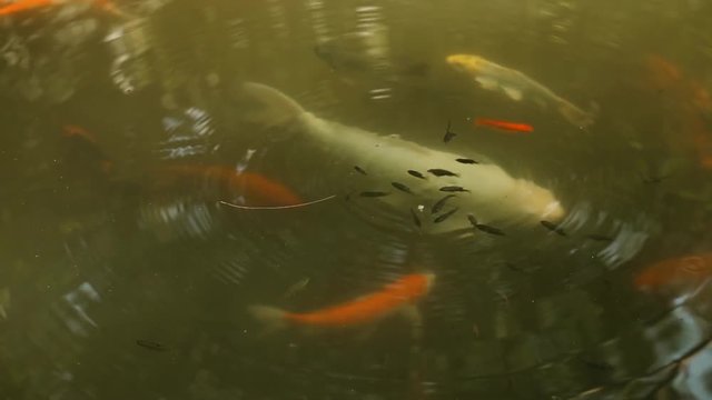 Tropical lake - japanese carp, gurami and tilapia fish swimming and feeding in water; southeast Asia; Guangdong province, China