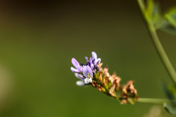 fiore del campo. fiore selvatici. insetti del campo