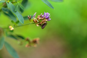 fiore del campo. fiore selvatici. insetti del campo