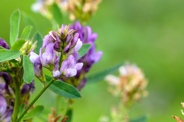 Obraz premium fiore del campo. fiore selvatici. insetti del campo