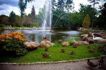 Łabędź, kaczki i fontanna - atrakcja turystyczna w Parku Zdrojowym, Ciechocinek, Polska 