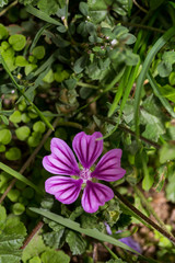 fiore della malva 