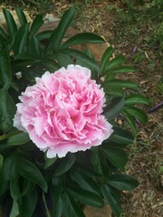 Homegrown peonies