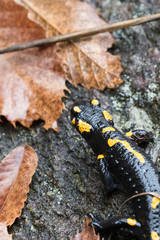 Salamandra pezzata