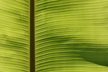 green banana leaf texture for nature background