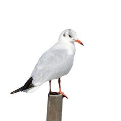 Black-headed Gull or Chroicocephalus ridibundus, beautiful bird isolated in winter plumage standing on the stub with white background, Thailand.