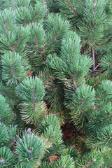 Green dense pine background texture

