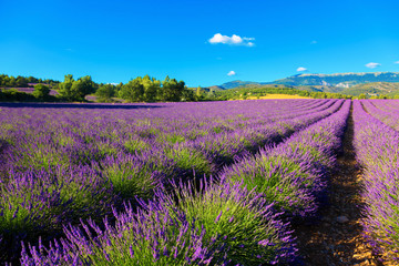 Plakat Lavender field. Purple flowers.