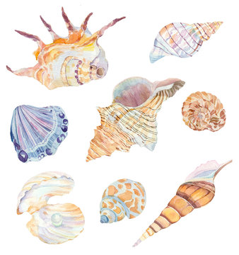 Set of watercolor sea shells