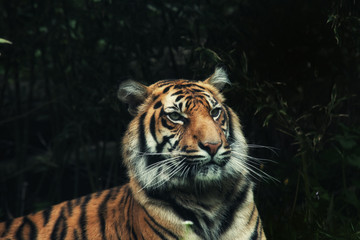close up on tiger Panthera tigris sumatrae on the grass