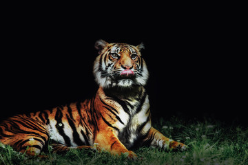 close up on tiger Panthera tigris sumatrae on the grass and black background