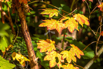 Dragon Fly on Autumn Maple Leaf #2
