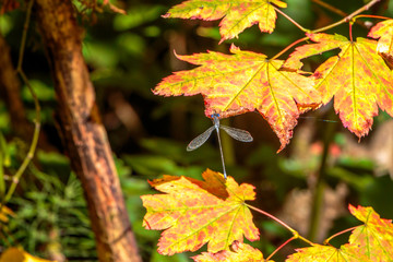 Dragon Fly on Autumn Maple Leaf #3