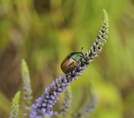 Beautiful bug sits on a blue flower. Bugs, insects, wild nature, nature, beauty, macro, moustaches,...